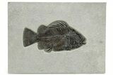 Fossil Fish (Priscacara Serrata) - Top Quality Specimen #269748-1